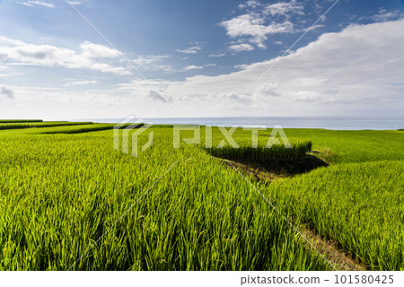 View of the large paddy fields in Xinshe Rice Terraces, Hualien, Taiwan. 101580425