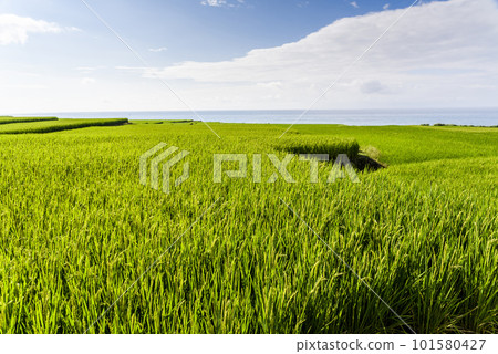 View of the large paddy fields in Xinshe Rice Terraces, Hualien, Taiwan. View of the large paddy fields in Xinshe Rice Terraces, Hualien, Taiwan. 101580427