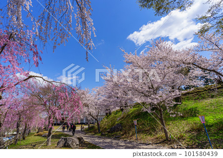 Cherry blossoms at Iiyama Castle Ruins Park A famous cherry blossom viewing spot in Iiyama City, Nagano Prefecture Cherry blossoms at Iiyama Castle Ruins Park A famous cherry blossom viewing spot in Iiyama City, Nagano Prefecture 101580439