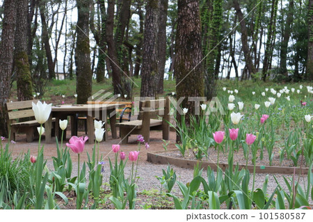 tulip cherry blossom viewing 101580587