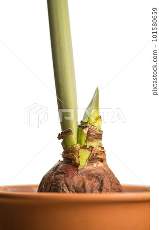 Hippeastrum or amaryllis flowers, growing bud, amaryllis sprout, isolated on white background, with clipping path 101580659