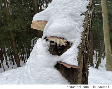 Crape myrtle on a snow-covered tree Crape myrtle on a snow-covered tree 101580841