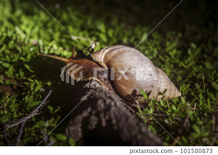 Giant African land snail in Kruger National park, South Africa 101580873