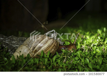 Giant African land snail in Kruger National park, South Africa 101580877