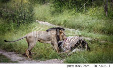 African lion in Kruger National park, South Africa 101580891