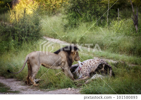 African lion in Kruger National park, South Africa 101580893