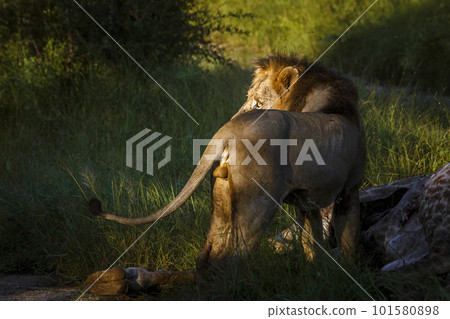 African lion in Kruger National park, South Africa African lion in Kruger National park, South Africa 101580898