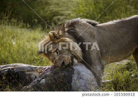 African lion in Kruger National park, South Africa 101580918