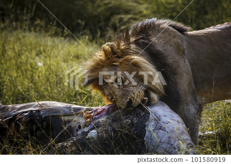 African lion in Kruger National park, South Africa 101580919