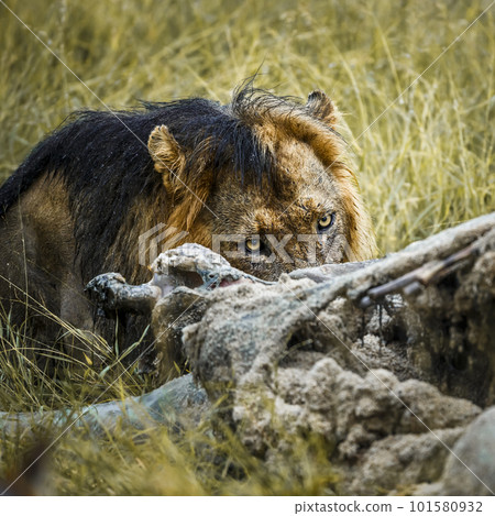 African lion in Kruger National park, South Africa 101580932