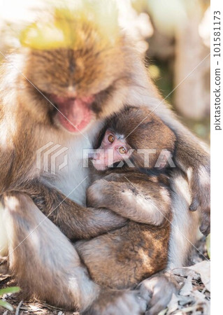 猴子喝奶的圖片 101581173