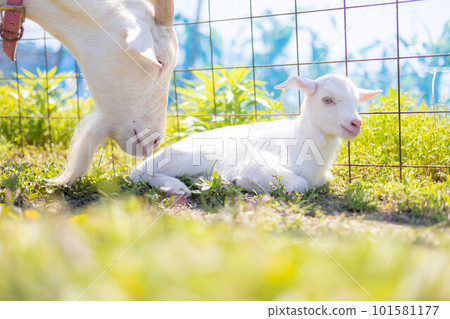 A cute baby goat living on a ranch 101581177