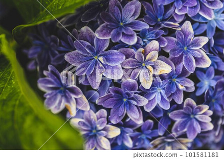 在雨中弄濕的藝術繡球花 101581181