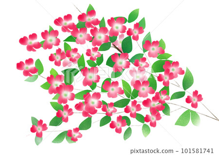 花水木花卡5 花水木花卡5 101581741