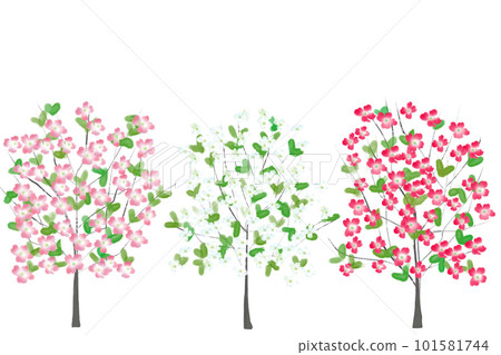 花水木花卡7 花水木花卡7 101581744