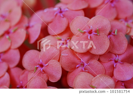 Close-up of Santanka with pink flowers 101581754