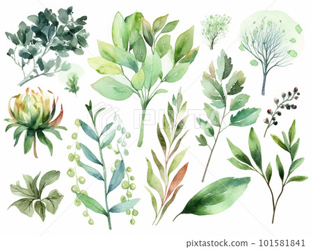 水彩畫的綠葉 101581841