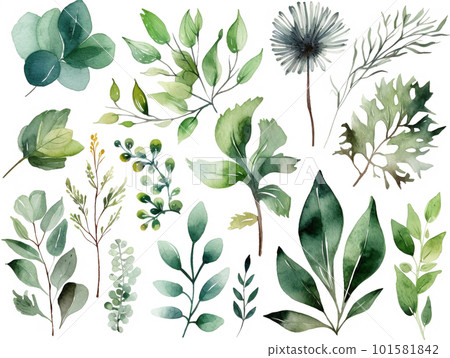 水彩畫的綠葉 水彩畫的綠葉 101581842