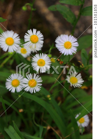 Small and cute flower, halcyon 101581858