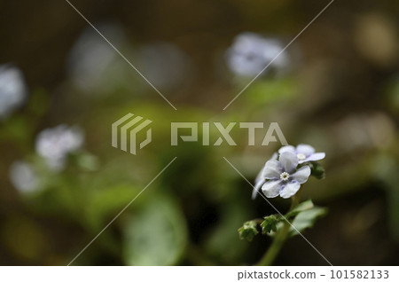 春天的林地裡開著小花 春天的林地裡開著小花 101582133