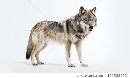 wolf on white background wolf on white background 101582253