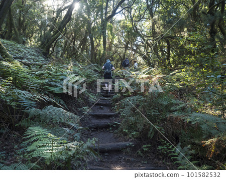 Group of hiker people, tourist at narrow footpath through laurisilva forest with twisted mossy laurel trees and ferns. Garajonay National Park, Raso de La Bruma La Gomera. Canary Islands. Spain. 101582532