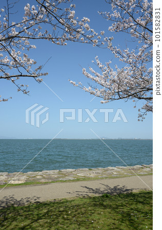 春天的琵琶湖 湖邊的櫻花 春天的琵琶湖 湖邊的櫻花 101582831