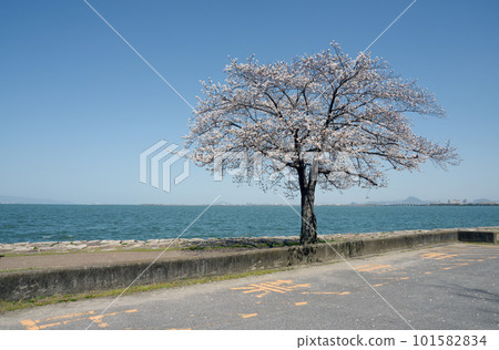 春天的琵琶湖 湖邊的櫻花 101582834