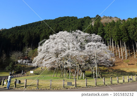 日本三大櫻花 新谷淡水櫻【淡水公園】/岐阜縣本棲市 日本三大櫻花 新谷淡水櫻【淡水公園】/岐阜縣本棲市 101583232