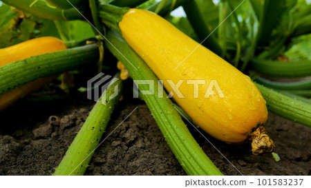 Yellow ripe large zucchini on the bed. On zucchini raindrops Yellow ripe large zucchini on the bed. On zucchini raindrops 101583237