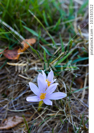 Colchicum alpinum, the alpine autumn crocus, Appennini, Italia 101583522