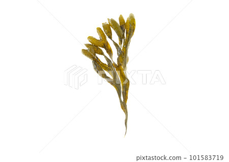 Fucus vesiculosus or rockweed brown seaweed isolated on white 101583719