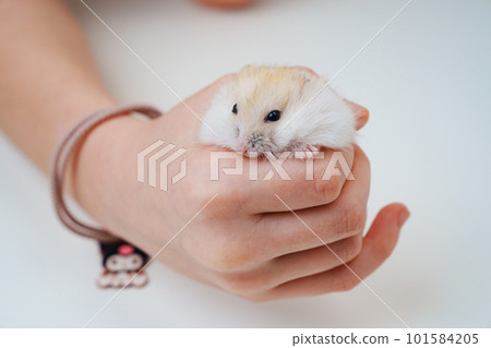 a small white with a red hamster in children's hands. 101584205