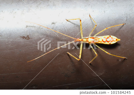 黑白龜的幼蟲 黑白龜的幼蟲 101584245