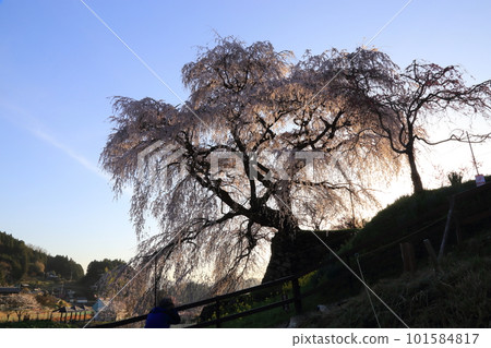 Matabei Sakura (Hongo no Takizakura) [Uda City, Nara Prefecture] 101584817