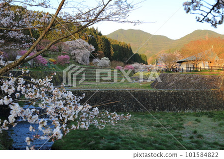 Matabei Sakura (Hongo no Takizakura) [Uda City, Nara Prefecture] 101584822