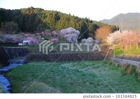 Matabei Sakura (Hongo no Takizakura) [Uda City, Nara Prefecture] 101584825
