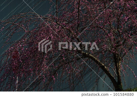 Galvanized tin, flower peach, light and shadow 101584880