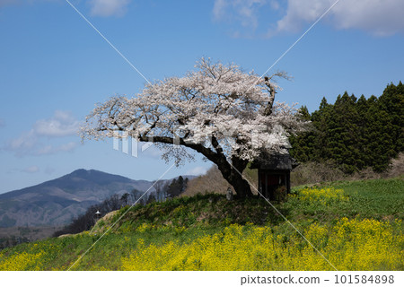 Ozawa cherry blossoms in full bloom 101584898