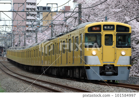 Row of cherry blossom trees and Seibu Shinjuku Line 2000 series (express - 10-car train: Seibu Shinjuku ⇔ Honkawagoe) 101584997