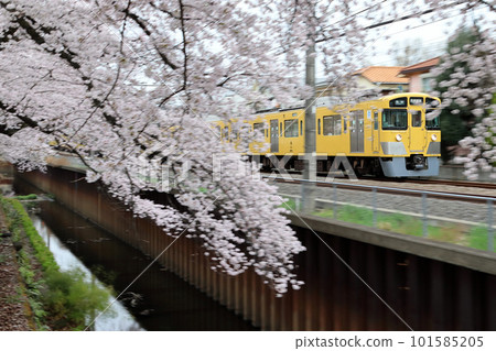 春天，西武新宿線2000系列列車沿著石神井川櫻花樹行駛（搖攝） 101585205
