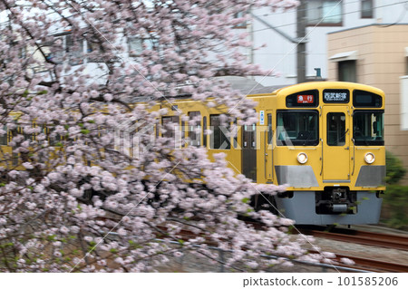 春天,西武新宿線2000系列列車沿著石神井川櫻花樹行駛(搖攝) 春天,西武新宿線2000系列列車沿著石神井川櫻花樹行駛(搖攝) 101585206