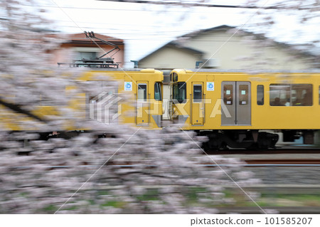 西武新宿線 2000 系列沿著櫻花樹行駛（搖拍） 101585207