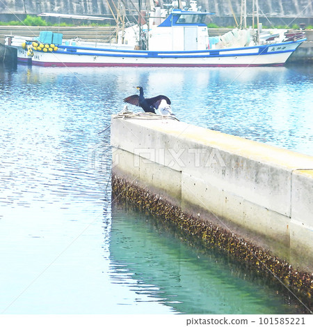 海港中的海鳥海鸕鶿和海鷗 101585221