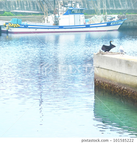 海港中的海鳥海鸕鶿和海鷗 101585222