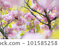 春天的到來“Huchidanikikuzakura” 101585258