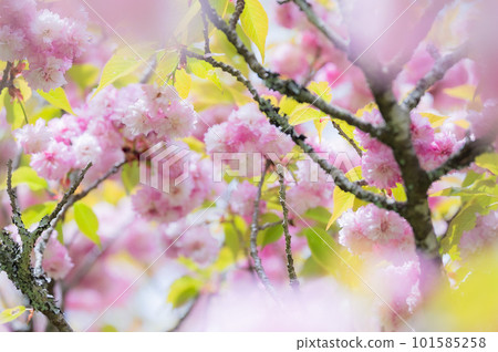 春天的到來“Huchidanikikuzakura” 春天的到來“Huchidanikikuzakura” 101585258