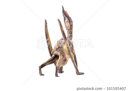 dinosaur , Dsungaripterus isolated background dinosaur , Dsungaripterus isolated background 101585407