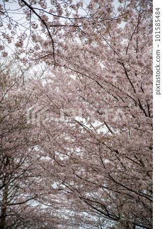 Cherry blossoms in full bloom Omiya Hana no Oka Park Saitama City Cherry blossoms in full bloom Omiya Hana no Oka Park Saitama City 101585484