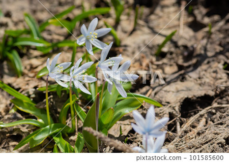 Schiller, a cute white flower that blooms in the spring garden Schiller, a cute white flower that blooms in the spring garden 101585600